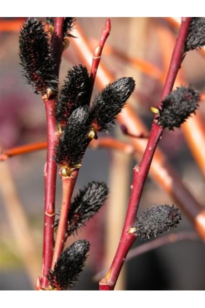 Salix gracilistyla Melanostachys